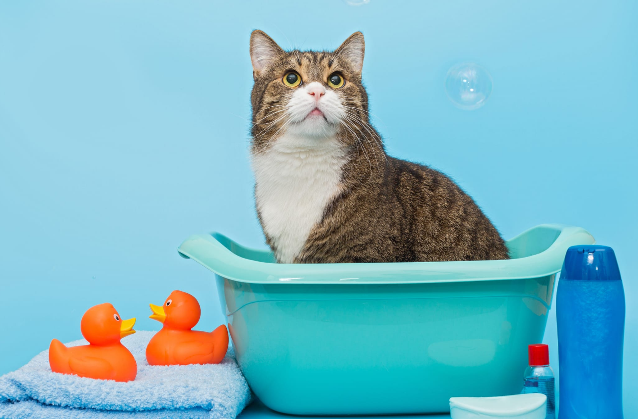 Kennel Cleaner