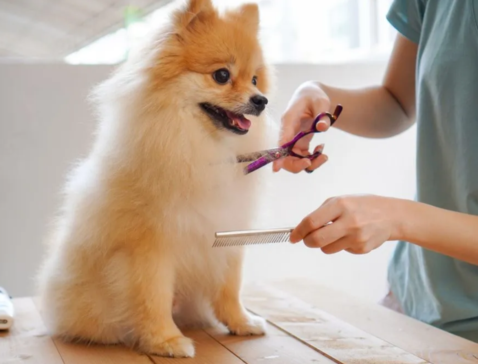 Massage Brush